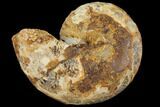 Sliced, Agatized Ammonite Fossil (half) - Jurassic #110747-1